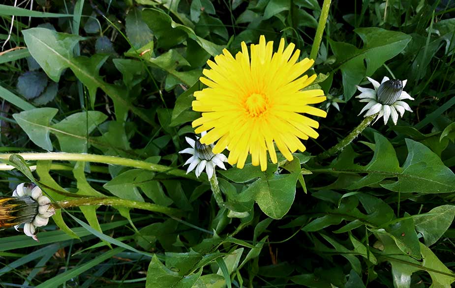 dandelion-herbalgh