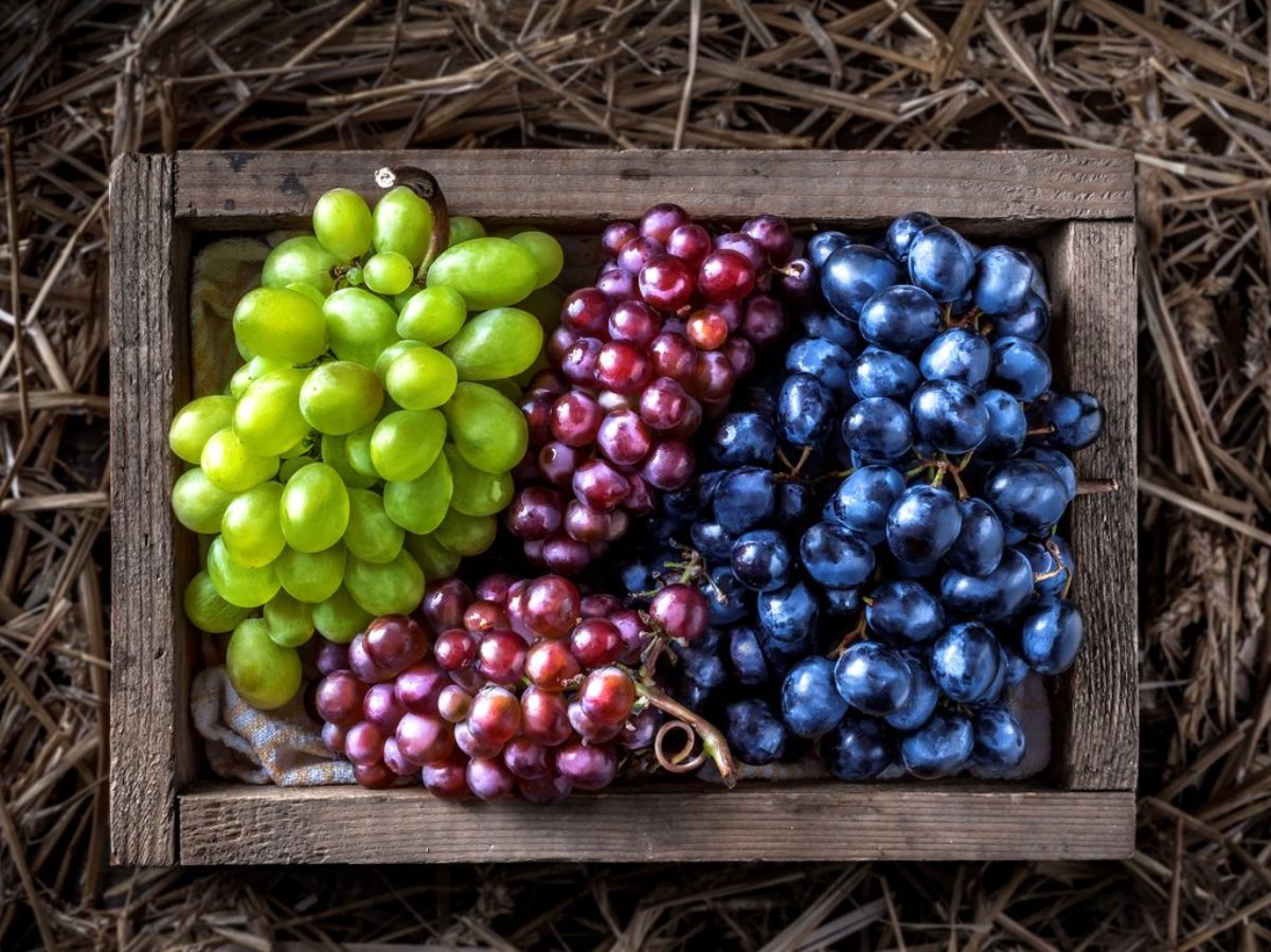 Grapes can cure, a look at the therapeutic benefits of grapes