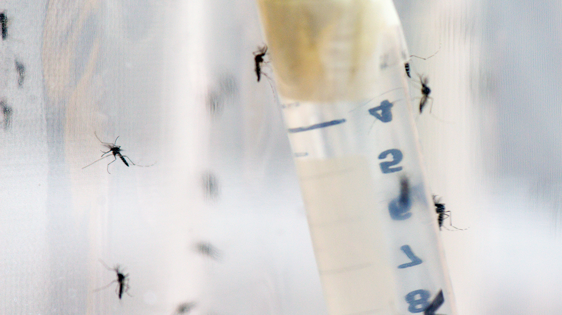 Scientists are researching ways of preventing mosquitoes