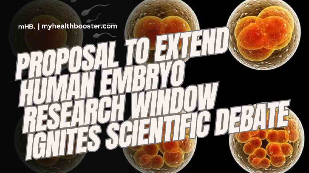 Proposal to Extend Human Embryo Research Window Ignites Scientific Debate