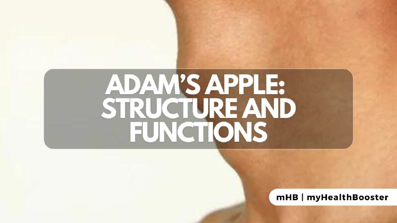 Adam's Apple Structure and Functions