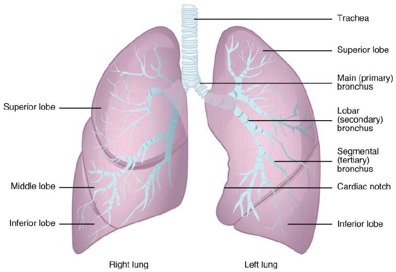 Anatomy of the Lungs