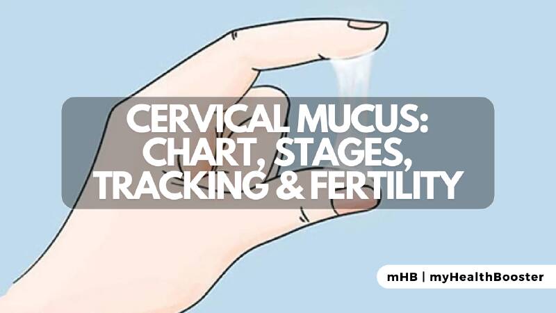 Cervical Mucus: Chart, Stages, Tracking, and Fertility