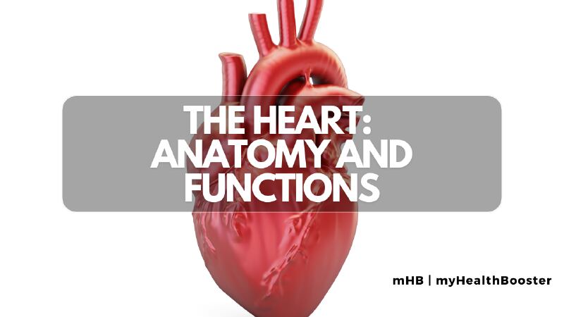 The Heart Anatomy and Functions