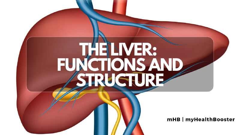The Liver Functions and Structure