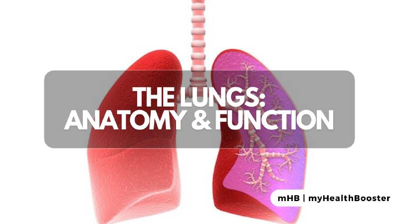 The Lungs Structure and Function